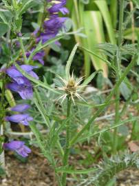 Fotografia da espécie Centaurea calcitrapa