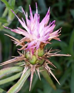 Fotografia 4 da espécie Centaurea calcitrapa no Jardim Botânico UTAD