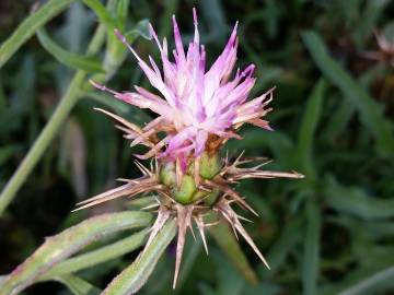 Fotografia da espécie Centaurea calcitrapa