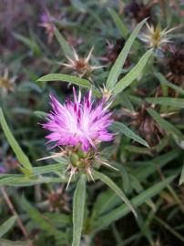 Fotografia da espécie Centaurea calcitrapa