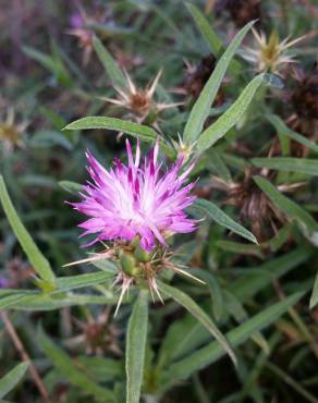 Fotografia 5 da espécie Centaurea calcitrapa no Jardim Botânico UTAD