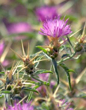 Fotografia 6 da espécie Centaurea calcitrapa no Jardim Botânico UTAD