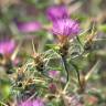 Fotografia 6 da espécie Centaurea calcitrapa do Jardim Botânico UTAD