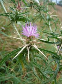 Fotografia da espécie Centaurea calcitrapa