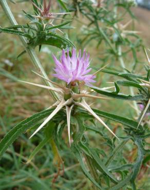 Fotografia 7 da espécie Centaurea calcitrapa no Jardim Botânico UTAD