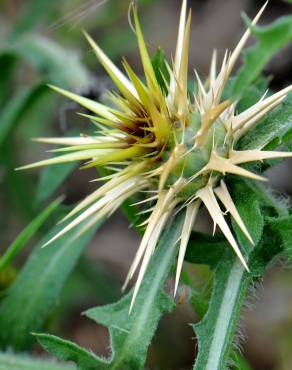 Fotografia 8 da espécie Centaurea calcitrapa no Jardim Botânico UTAD