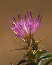 Fotografia da espécie Centaurea calcitrapa