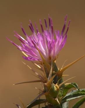 Fotografia 1 da espécie Centaurea calcitrapa no Jardim Botânico UTAD