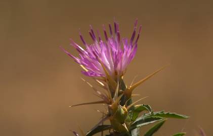 Fotografia da espécie Centaurea calcitrapa