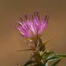 Fotografia 1 da espécie Centaurea calcitrapa do Jardim Botânico UTAD