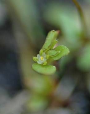 Fotografia 7 da espécie Centunculus minimus no Jardim Botânico UTAD