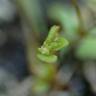 Fotografia 7 da espécie Centunculus minimus do Jardim Botânico UTAD
