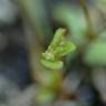 Fotografia 7 da espécie Centunculus minimus do Jardim Botânico UTAD