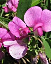 Fotografia da espécie Lathyrus sylvestris