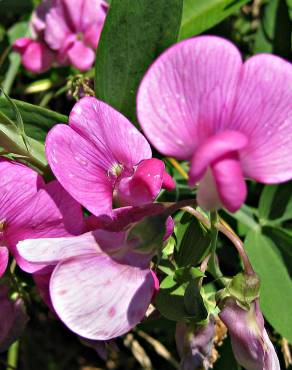 Fotografia 1 da espécie Lathyrus sylvestris no Jardim Botânico UTAD