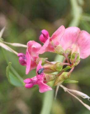 Fotografia 6 da espécie Lathyrus sylvestris no Jardim Botânico UTAD