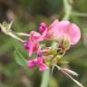 Fotografia 6 da espécie Lathyrus sylvestris do Jardim Botânico UTAD