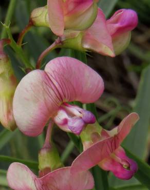 Fotografia 7 da espécie Lathyrus sylvestris no Jardim Botânico UTAD