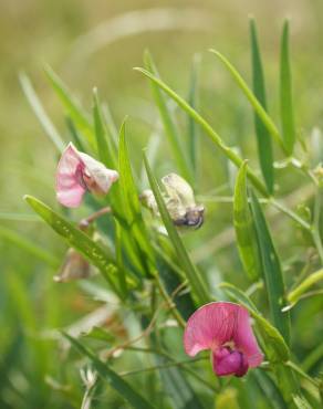 Fotografia 9 da espécie Lathyrus sylvestris no Jardim Botânico UTAD