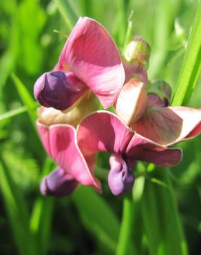 Fotografia 10 da espécie Lathyrus sylvestris no Jardim Botânico UTAD