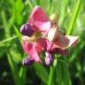 Fotografia 10 da espécie Lathyrus sylvestris do Jardim Botânico UTAD