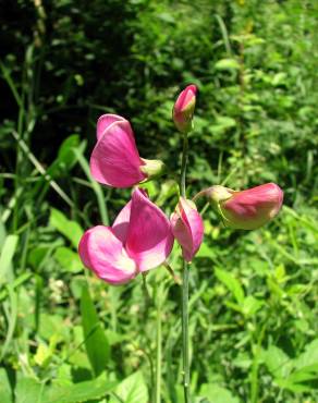 Fotografia 11 da espécie Lathyrus sylvestris no Jardim Botânico UTAD