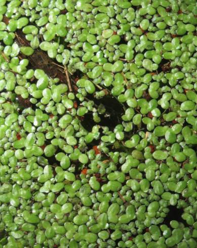 Fotografia de capa Lemna minor - do Jardim Botânico