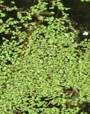 Fotografia 3 da espécie Lemna minor no Jardim Botânico UTAD