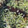 Fotografia 6 da espécie Lemna minor do Jardim Botânico UTAD