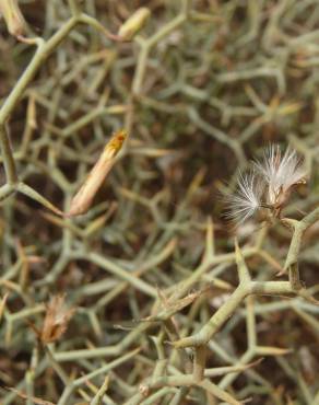 Fotografia 7 da espécie Launaea arborescens no Jardim Botânico UTAD