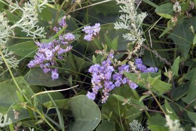 Fotografia da espécie Limonium vulgare