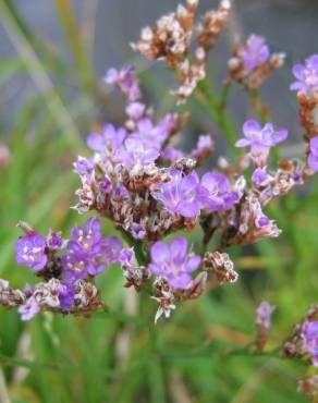 Fotografia 3 da espécie Limonium vulgare no Jardim Botânico UTAD