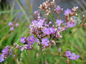 Fotografia da espécie Limonium vulgare