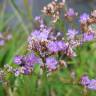 Fotografia 3 da espécie Limonium vulgare do Jardim Botânico UTAD