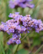 Fotografia da espécie Limonium vulgare