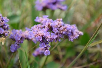 Fotografia da espécie Limonium vulgare