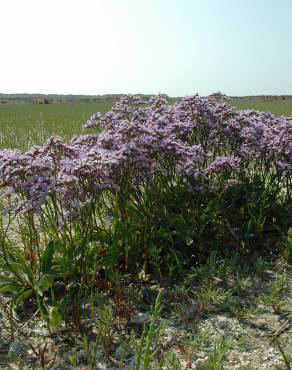 Fotografia 6 da espécie Limonium vulgare no Jardim Botânico UTAD