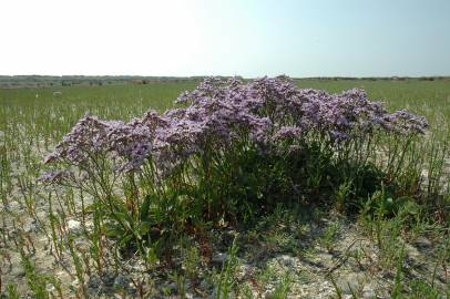 Fotografia da espécie Limonium vulgare