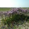 Fotografia 6 da espécie Limonium vulgare do Jardim Botânico UTAD