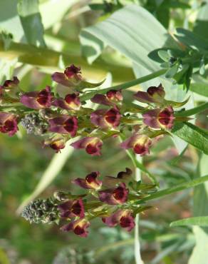 Fotografia 3 da espécie Linaria tristis no Jardim Botânico UTAD