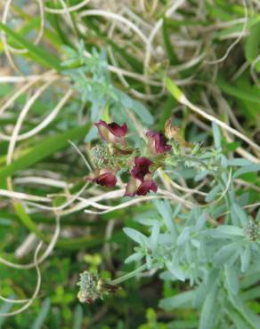 Fotografia 4 da espécie Linaria tristis no Jardim Botânico UTAD