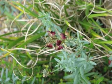 Fotografia da espécie Linaria tristis