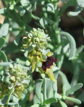 Fotografia 5 da espécie Linaria tristis no Jardim Botânico UTAD