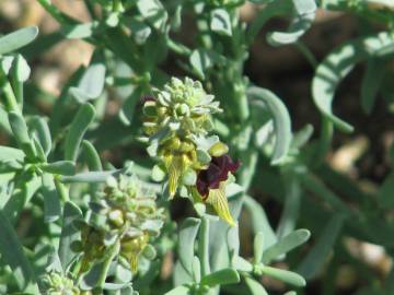 Fotografia da espécie Linaria tristis