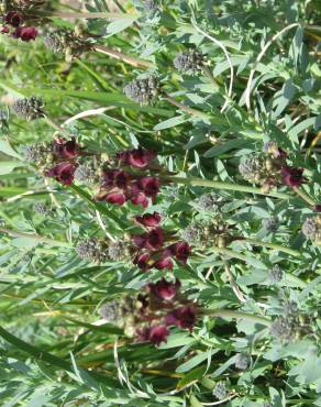 Fotografia 7 da espécie Linaria tristis no Jardim Botânico UTAD