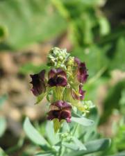 Fotografia da espécie Linaria tristis