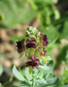 Fotografia 1 da espécie Linaria tristis no Jardim Botânico UTAD