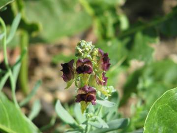 Fotografia da espécie Linaria tristis