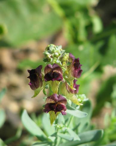 Fotografia de capa Linaria tristis - do Jardim Botânico