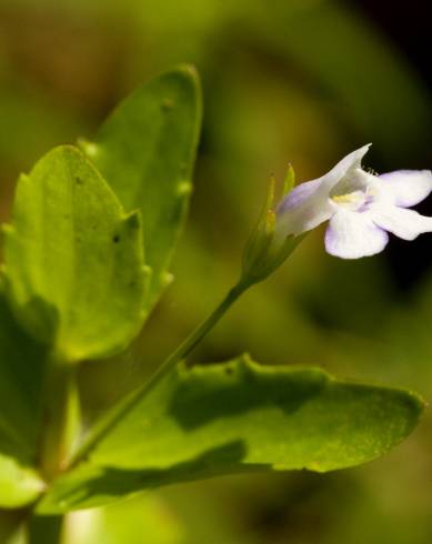 Fotografia de capa Lindernia dubia - do Jardim Botânico